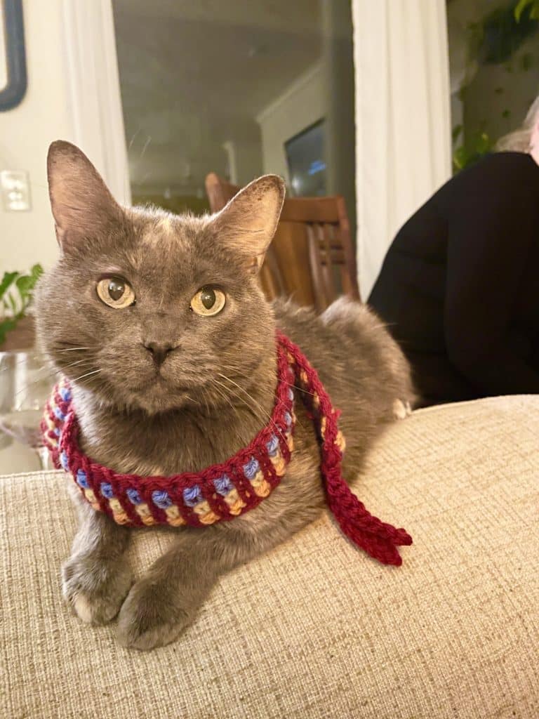 cat wearing scarf