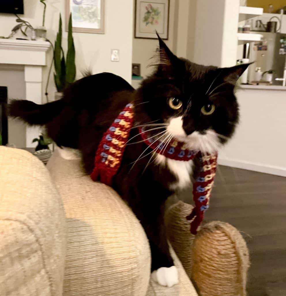 cat wearing scarf