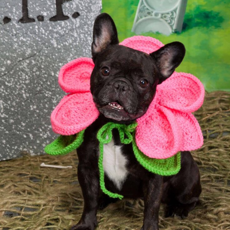 Image for Free Easy Red Heart Blooming Dog Costume Crochet Pattern